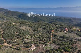 Αγροτεμάχια 5.000 τ.μ. για πώληση