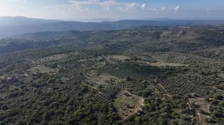 Αγροτεμάχια 5.000 τ.μ. πρός πώληση, Μεσσηνία, Αίπεια-thumb-8