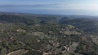 Αγροτεμάχια 5.000 τ.μ. πρός πώληση, Μεσσηνία, Αίπεια-thumb-19