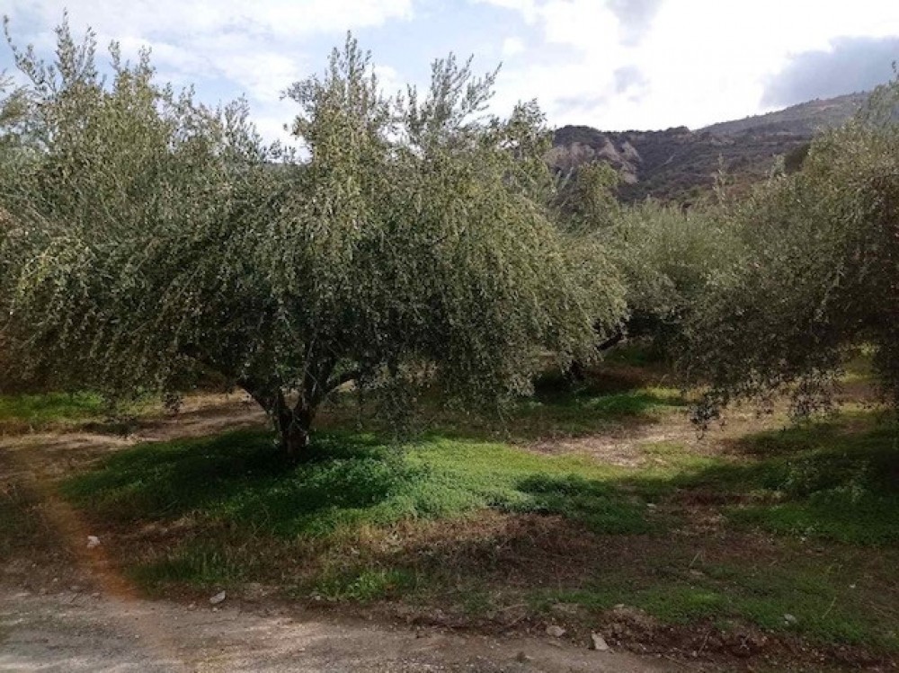 Αγροτεμάχια 3.958 τ.μ. πρός πώληση, Κορινθία, Ξυλόκαστρο