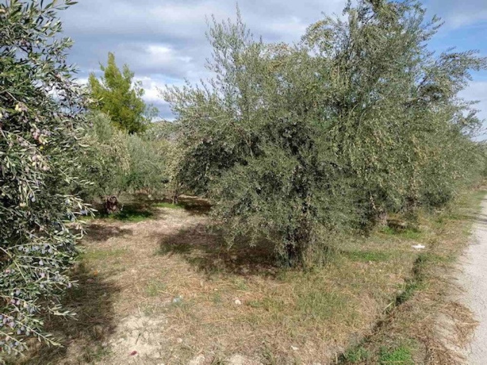 Αγροτεμάχια 3.958 τ.μ. πρός πώληση, Κορινθία, Ξυλόκαστρο