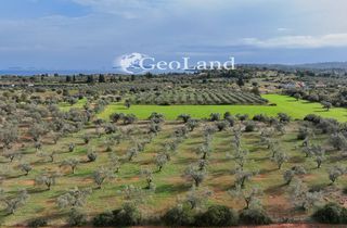 Αγροτεμάχια 10.700 τ.μ. προς πώληση, Πετροθάλασσα-thumb-12