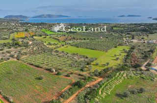 Αγροτεμάχια 10.700 τ.μ. για πώληση