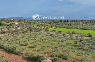 Αγροτεμάχια 10.700 τ.μ. προς πώληση, Πετροθάλασσα-thumb-2