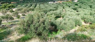 Αγροτεμάχια 13.500 τ.μ. για πώληση, Ν. Λασιθίου, Σητεία-thumb-1