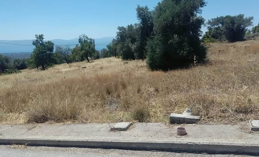 Οικόπεδο 470 τ.μ. προς πώληση, Εύβοια, Αμάρυνθος