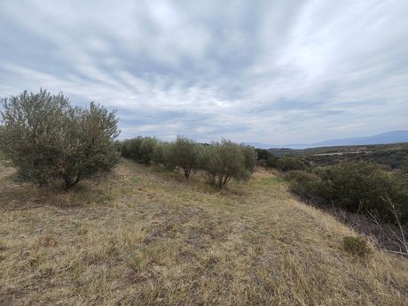 Αγροτεμάχια 10.000τ.μ. για πώληση-Ορφανό » Οφρύνιο