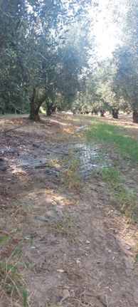 Αγροτεμάχια 10.000 τ.μ. για πώληση, Ν. Καβάλας, Ορφανό