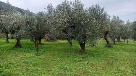 Φάρμα / ράντσο 2.500 τ.μ. για πώληση
