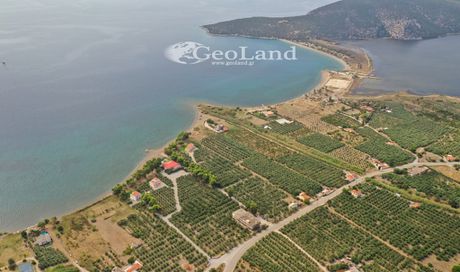 Αγροτεμάχια 18.500 τ.μ. για πώληση
