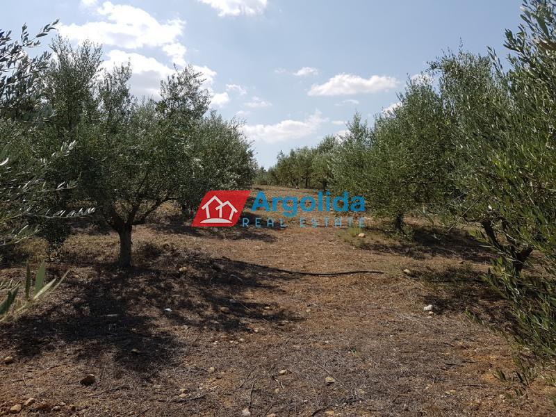 Αγροτεμάχια 11.100 τ.μ. προς πώληση, Άγιος Αδριανός