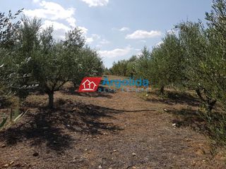 Αγροτεμάχια 11.100 τ.μ. για πώληση