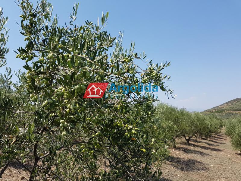Αγροτεμάχια 11.100 τ.μ. προς πώληση, Άγιος Αδριανός