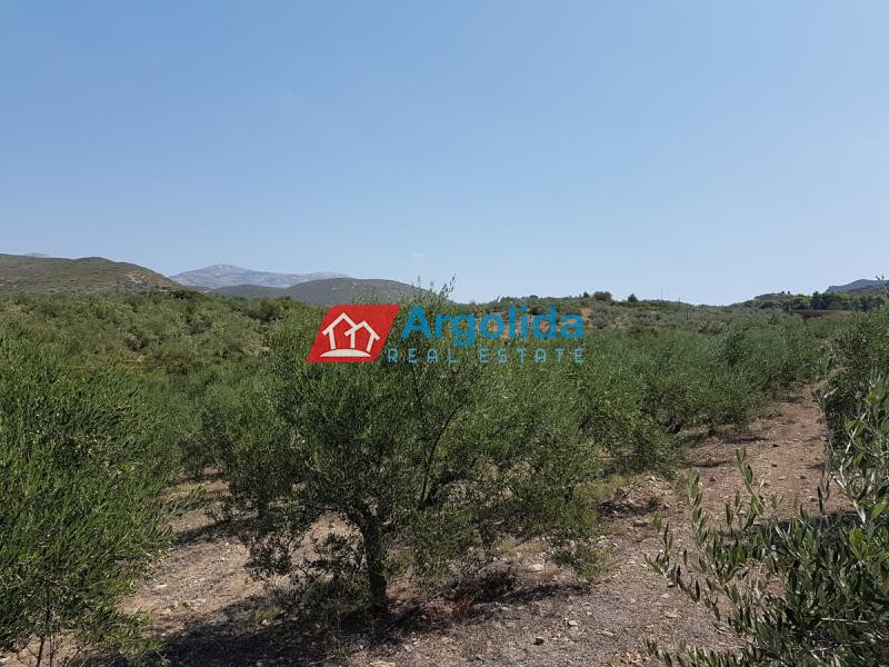 Αγροτεμάχια 11.100 τ.μ. προς πώληση, Άγιος Αδριανός