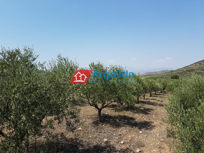 Αγροτεμάχια 11.100 τ.μ. προς πώληση, Άγιος Αδριανός