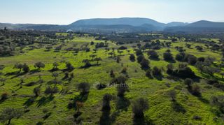 Αγροτεμάχια 5.000 τ.μ. για πώληση