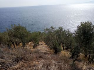 Αγροτεμάχια 3.026 τ.μ. για πώληση, Ν. Λέσβου, Λέσβος - Γέρας-thumb-8