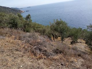 Αγροτεμάχια 3.026 τ.μ. για πώληση, Ν. Λέσβου, Λέσβος - Γέρας-thumb-9
