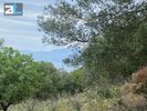 Land plot 10.000sqm for sale-Meganisi » Spartochori