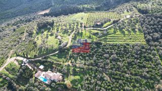 Αγροτεμάχια 8.000 τ.μ. για πώληση