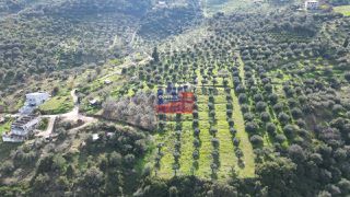 Αγροτεμάχια 8.660 τ.μ. για πώληση, Αχαΐα, Αιγιάλεια-thumb-2