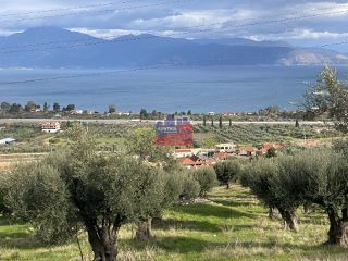 Αγροτεμάχια 8.660 τ.μ. για πώληση, Αχαΐα, Αιγιάλεια-thumb-7