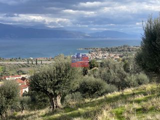 Αγροτεμάχια 8.660 τ.μ. για πώληση, Αχαΐα, Αιγιάλεια-thumb-10