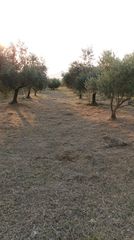 Πράσινες δεξιότητες-thumb-8