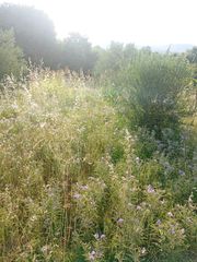 Πράσινες δεξιότητες-thumb-23