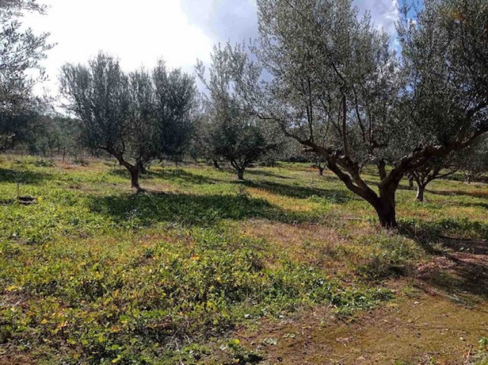 Αγροτεμάχια 6.400 τ.μ. πρός πώληση, Κορινθία, Ξυλόκαστρο