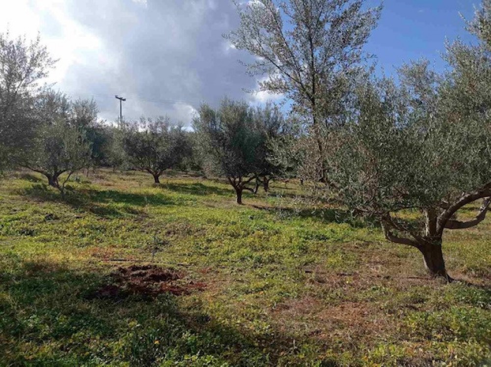 Αγροτεμάχια 6.400 τ.μ. πρός πώληση, Κορινθία, Ξυλόκαστρο