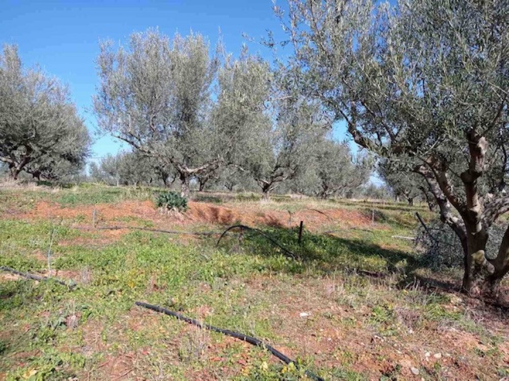 Αγροτεμάχια 6.400 τ.μ. πρός πώληση, Κορινθία, Ξυλόκαστρο