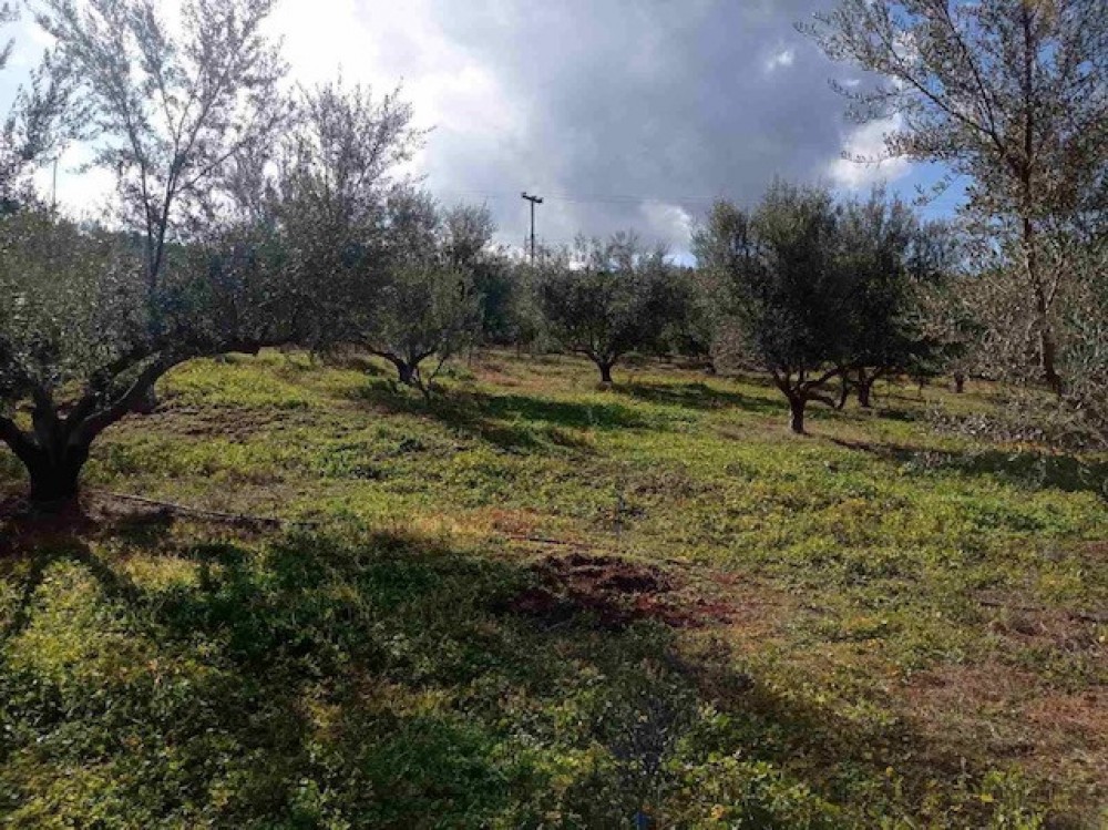 Αγροτεμάχια 6.400 τ.μ. πρός πώληση, Κορινθία, Ξυλόκαστρο
