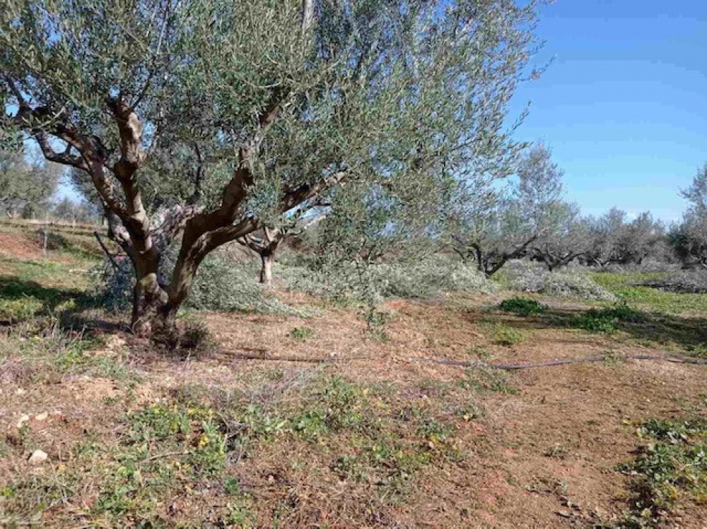 Αγροτεμάχια 6.400 τ.μ. πρός πώληση, Κορινθία, Ξυλόκαστρο