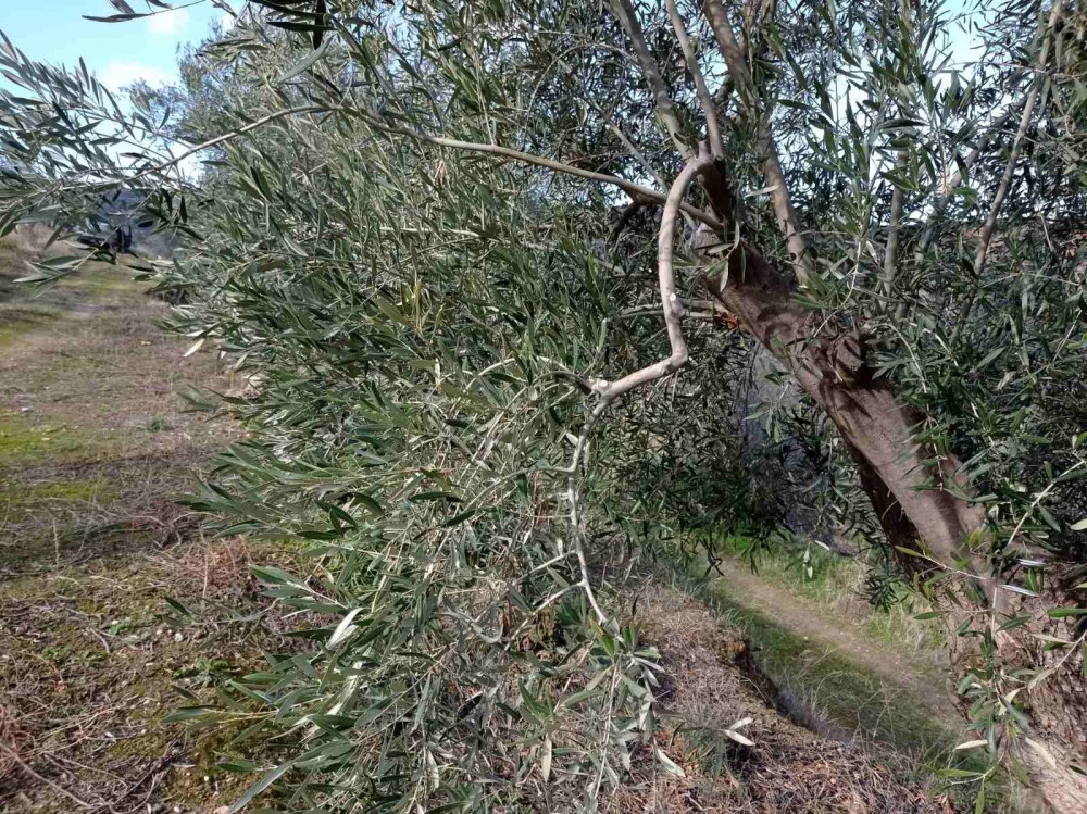 Αγροτεμάχια 4.800 τ.μ. πρός πώληση, Κορινθία, Ξυλόκαστρο