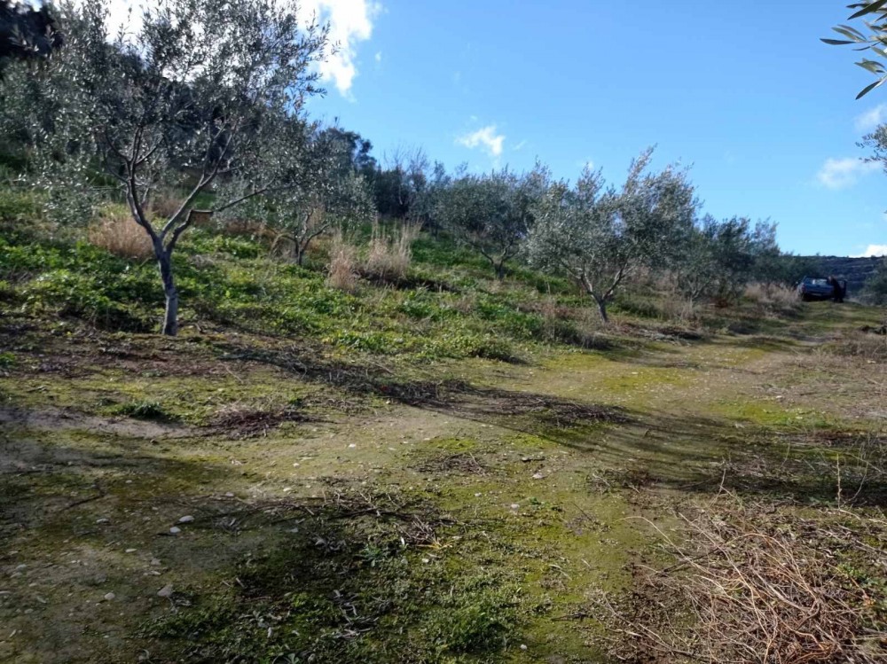Αγροτεμάχια 4.800 τ.μ. πρός πώληση, Κορινθία, Ξυλόκαστρο
