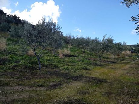 Αγροτεμάχια 4.800τ.μ. για πώληση-Ξυλόκαστρο » Γελινιάτικα