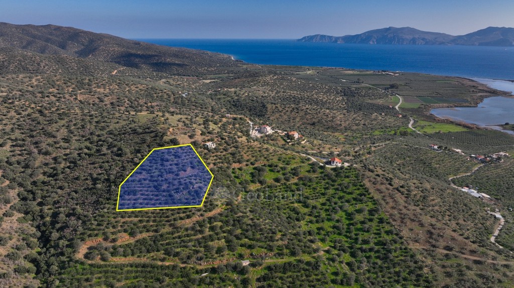Αγροτεμάχια 4.240 τ.μ. προς πώληση, Θερμησία