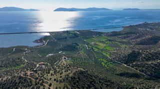 Αγροτεμάχια 4.240 τ.μ. προς πώληση, Θερμησία-thumb-19