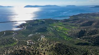 Αγροτεμάχια 4.240 τ.μ. προς πώληση, Θερμησία-thumb-16
