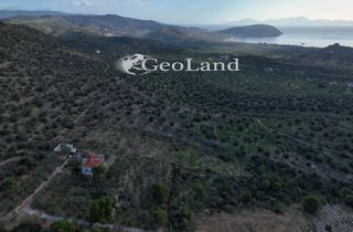 Αγροτεμάχια 10.000 τ.μ. για πώληση, Αργολίδα, Ερμιόνη-thumb-15