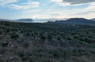 Αγροτεμάχια 10.000 τ.μ. για πώληση, Αργολίδα, Ερμιόνη-thumb-21