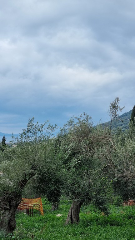 Οικόπεδο 2.220 τ.μ. προς πώληση, Σκορπιώνα