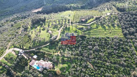 Αγροτεμάχια 6.000 τ.μ. για πώληση