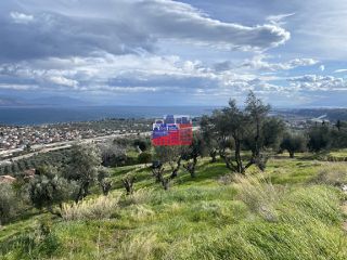 Αγροτεμάχια 6.000 τ.μ. για πώληση, Αχαΐα, Αιγιάλεια-thumb-11