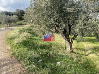 Αγροτεμάχια 6.000 τ.μ. για πώληση, Αχαΐα, Αιγιάλεια-thumb-14