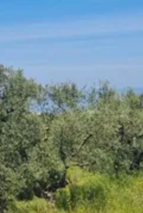 Land plot 980 sqm for sale, Athens - South, Voula