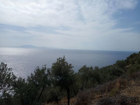 Αγροτεμάχια 12.000 τ.μ. για πώληση