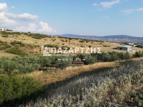 Αγροτεμάχια 19.000 τ.μ. για πώληση
