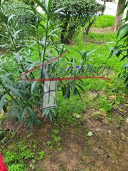 Land plot 300 sqm for sale